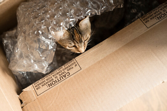 Brown Tabby Cat Hiding in Cardboard Box Under Bubble Wrap