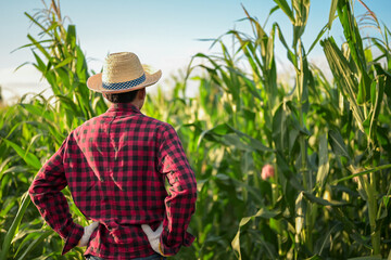 Rear view of senior farmer standing in corn field examining crop at sunset.