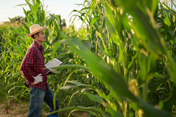 Grey haired beard agronomist inspecting corn field and using tablet computer.