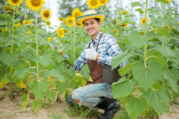 Naklejka na ściany i meble An Asian farmer is smiling happily in his sunflower field.