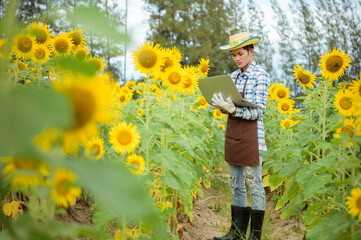 Naklejka na ściany i meble Asian farmer holding tablet and standing in sunflower field with fresh yellow flowers in early summer