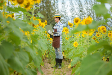Asian farmer holding tablet and standing in sunflower field with fresh yellow flowers in early summer