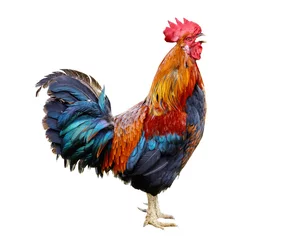Foto op Plexiglas Colorful Rooster isolated on white background © Soho A studio