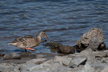 Side View of a Female Mallard Duck Walking Along a Lake Shore