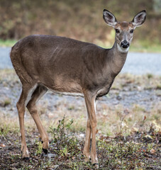 Artistic Edit of a Female Whitetail Doe Deer