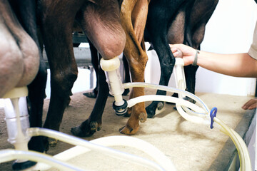 factory of milking goats to machine