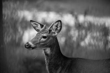 Black and White Image of a Young Whitetail Buck Deer with a Broken Antler Covered in Velvet