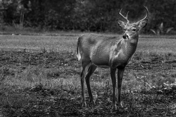 Black and White Artistic Edit of a Whitetail Buck Deer