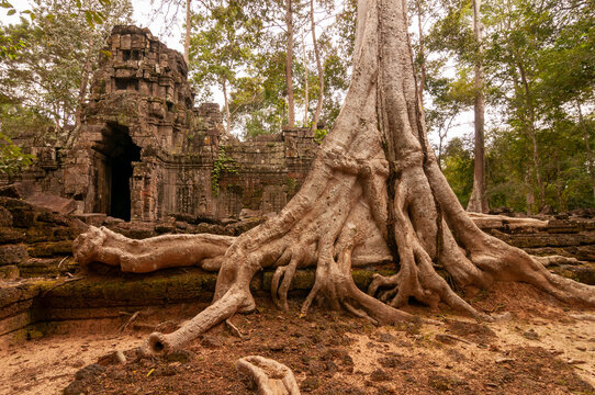 Tree roots before entrance to angkorian temple of Ta Nei Siem Reap. Cambodia.