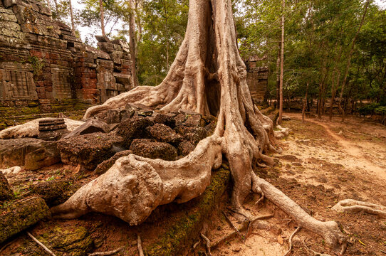 Tree roots on side wall angkorian temple of Ta Nei. Siem Reap. Cambodia.