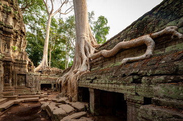 Famous tree growing out of temple in Ta Prohm, Angkor Park, Siem Reap, Cambodia.