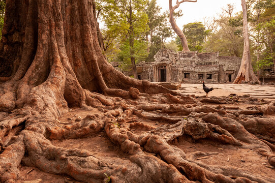Close up of tree roots at east entrance to Ta Prohm temple in Angkor Par, Siem Reap, Cambodia.