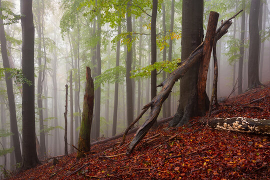Beech forest in Mala Fatra national park on a rainy day, Slovakia.