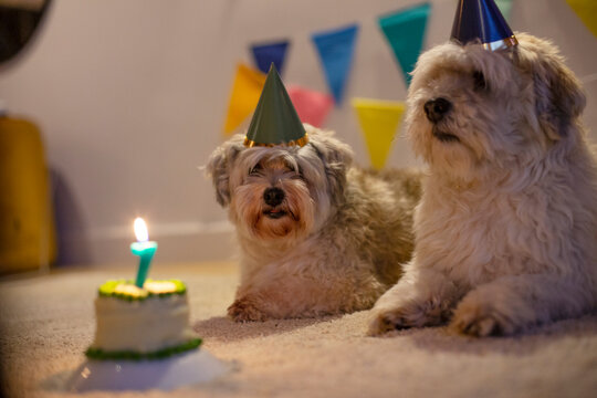 A couple of dogs waiting to eat their birthday cake