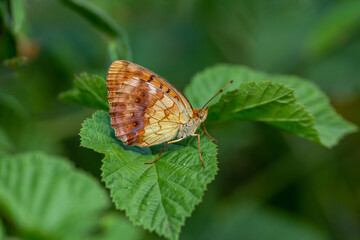 Butterfly, Nymphalidae Brenthis daphne perched on a flower branch.