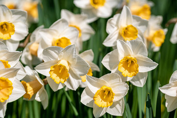 Spring time yellow and white daffodils in bloom
