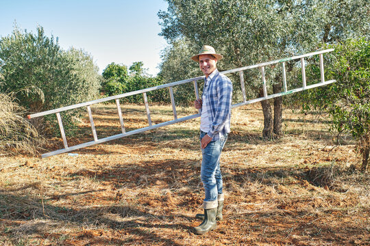 farmer takes the stairs to climb the olive trees