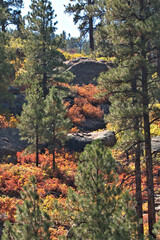Autumn colors in Northern Arizona