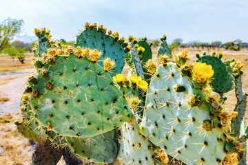 Landscape of Mexico with cactuses in summer