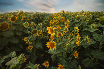 Sunflowers field under cloudy blue skies in summer
