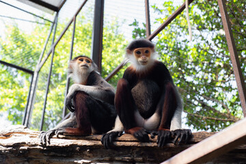 The Red-shanked douc is a species of Old World monkey.