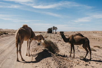 dromedaries in the sahara desert