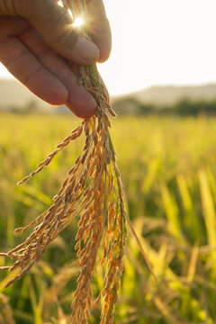 beautiful sunset in a rice field ,hand holding rice ears or plant close up in a rice field with sun flare and blurred background