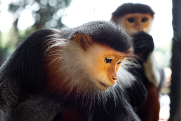 The Red-shanked douc is a species of Old World monkey.