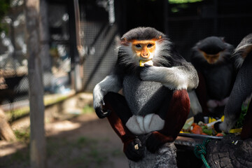 The Red-shanked douc is a species of Old World monkey.