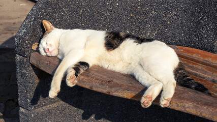 an adult street cat sleeps on a bench under the sun in Istanbul, Turkey