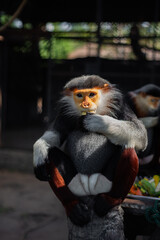 The Red-shanked douc is a species of Old World monkey.