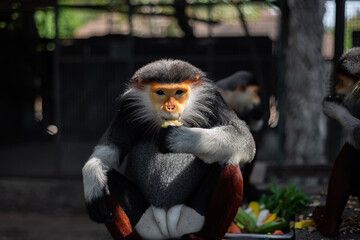 The Red-shanked douc is a species of Old World monkey.