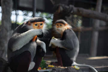 The Red-shanked douc is a species of Old World monkey.