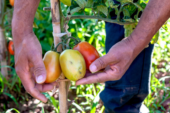 Two hands of a Colombian picking tomatoes.