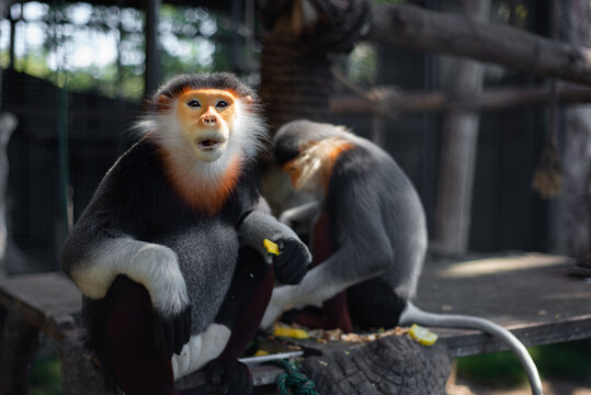 The Red-shanked douc is a species of Old World monkey.