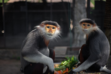 The Red-shanked douc is a species of Old World monkey.