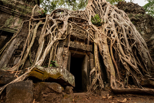 Famous strangulaing fig tree growing around temple door in Ta Prohm, Angkor Park, Siem Reap, Cambodia. Now commonly refered to as Angelina Jolie gate after Tomb Raider movie.