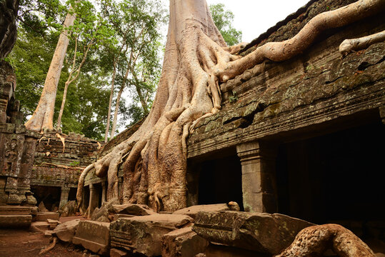 Famous tree growing out of temple in Ta Prohm, Angkor Park, Siem Reap, Cambodia.