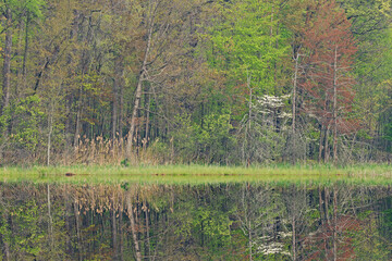 Spring landscape of the shoreline of Deep Lake with dogwood in bloom and with mirrored reflections in calm water, Yankee Springs State Park, Michigan, USA