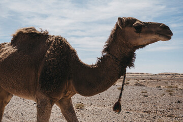 dromedaries in the sahara desert