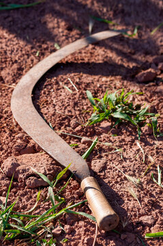 Sickle, an orchard tool in the ground.