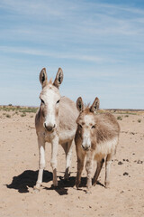 two white donkeys in the sahara desert posing for a portrait