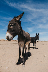 two brown donkeys in the sahara desert posing for a portrait