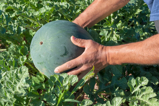 hands of a man with a watermelon