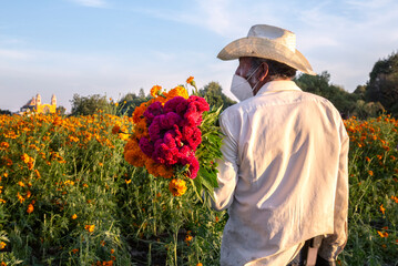 Mexican farmer carrying orange and cherry cempasuchil flowers