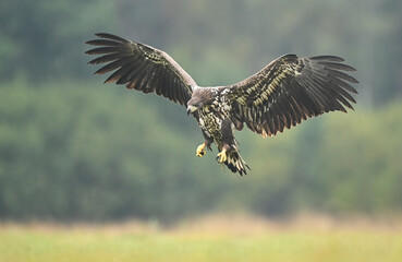 White tailed eagle (Haliaeetus albicilla)