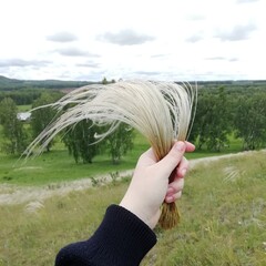 
feather grass bouquet in hand on nature background