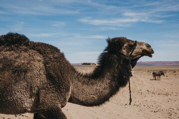 dromedaries in the sahara desert