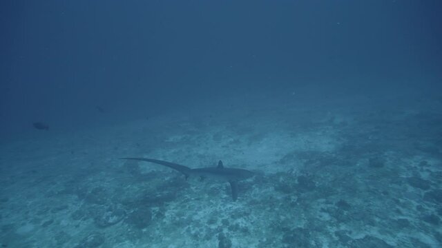 The rare and elusive Thresher Shark in the depth in Maldives

