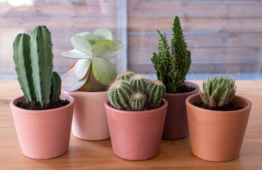 Colourful pots of cactus and succulent plants. The pots are hand painted in Annie Sloan chalk paint and the project was done during Coronavirus lockdown.